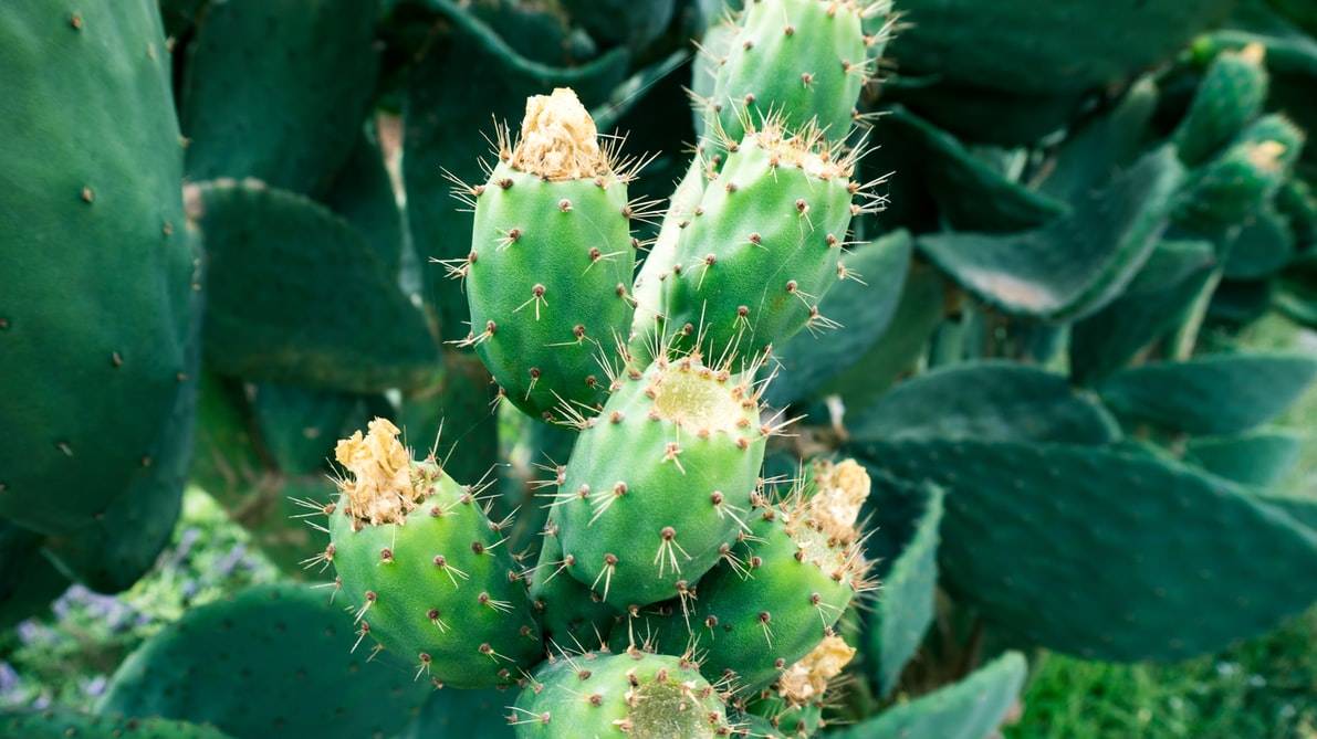 nopal bienfaits